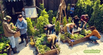 Im Gemeinschaftsgarten stehen die Gemeinschaft, Teilhabe und der Schutz der Biodiversität im Mittelpunkt - so einfach kannst du mitmachen.