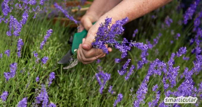 Lavendel schneiden ist wichtig, damit er kräftig wächst und nicht zu sehr verholzt. Erfahre hier, wie und wann du ihn am besten schneidest.