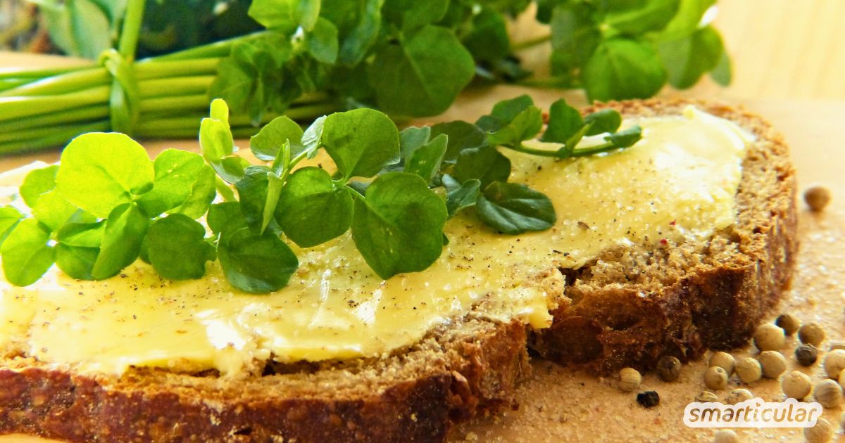 Die fast vergessene Heilpflanze: Brunnenkresse wächst am besten im eigenen Garten – oder sogar auf dem Balkon. Warum sie so gesund ist, wie du sie selber ziehen kannst und ein einfaches Rezept zum Ausprobieren, erfährst du in diesem Beitrag.
