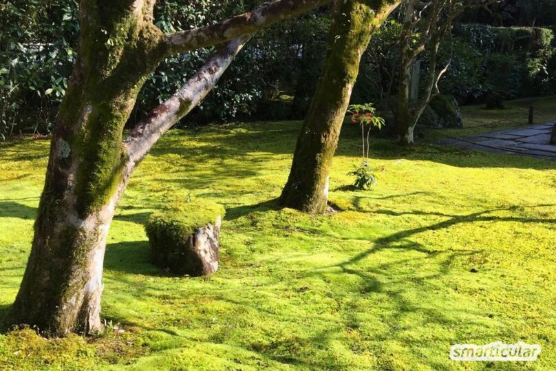 Moos im Rasen entfernen - ohne fragwürdige Moosvernichter – smarticular ...