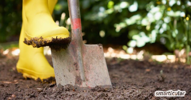 Wenn Umgraben im Garten zu deinen regelmäßigen Routinen gehört, könnte das mehr schaden als nutzen. Warum erfährst du hier.