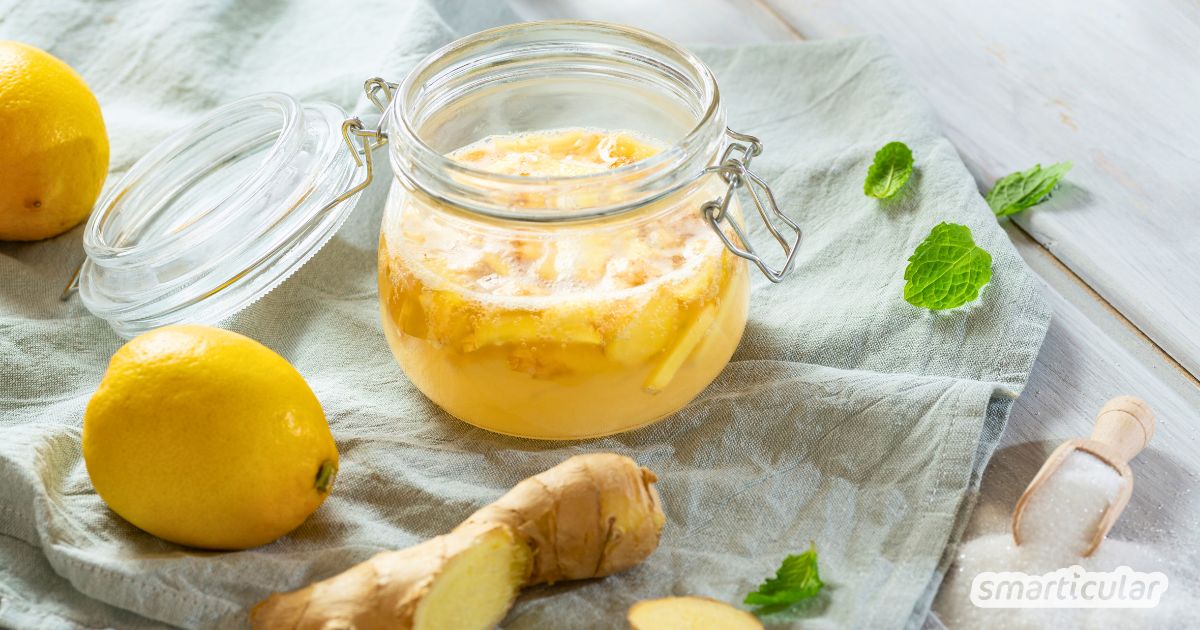 Als Starter für fermentierte Getränke lässt sich ein Ginger Bug selber machen - kinderleicht und vielseitig verwendbar - z.B. für Ginger-Beer.