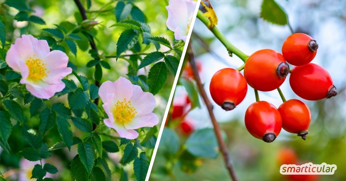 Hundsrose (Rosa canina) Blüten und Früchte.