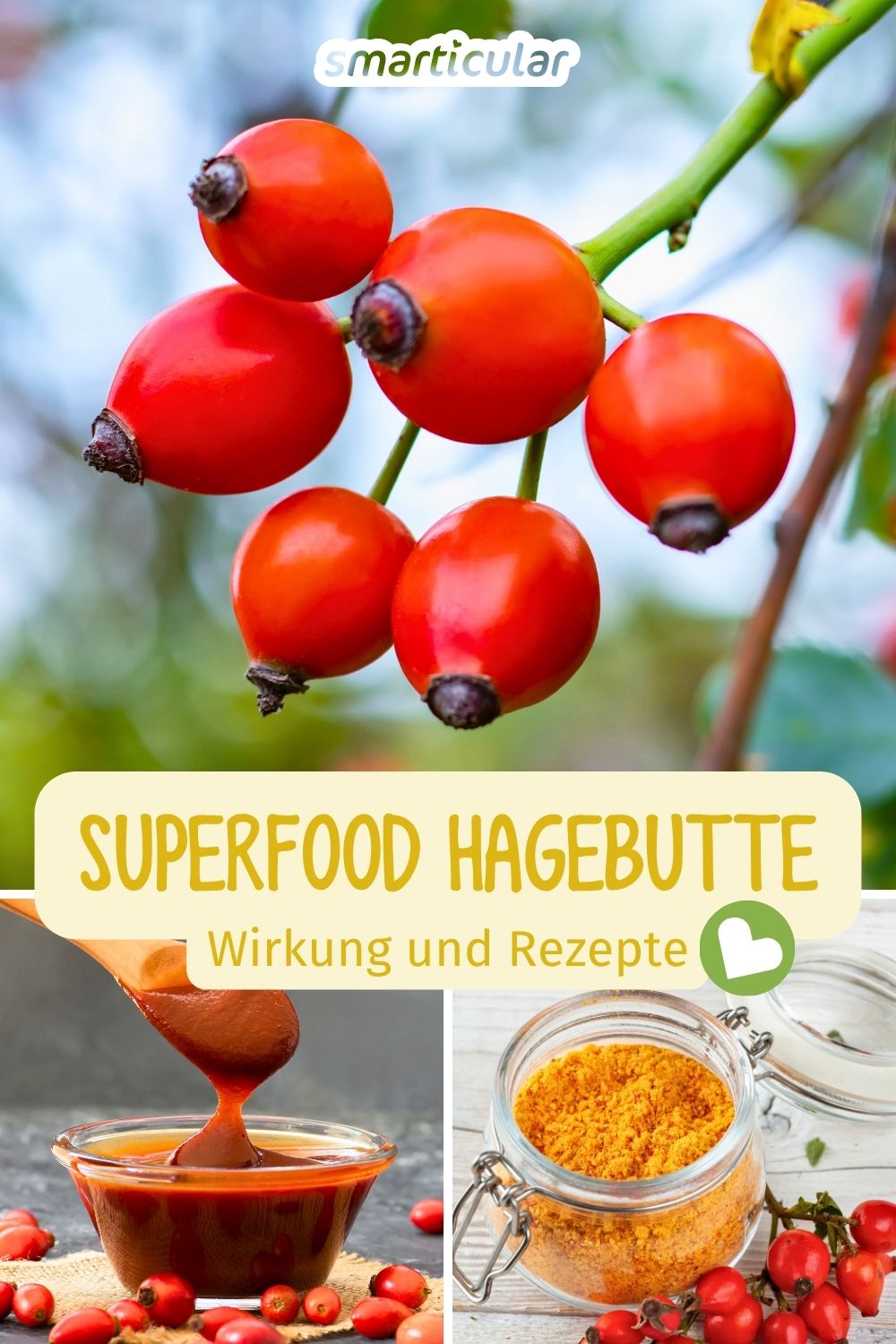 Hagebutten enthalten neben Vitamin C zahlreiche Vitalstoffe und eignen sich für Küche und die Körperpflege - entdecke alles Wissenswerte!