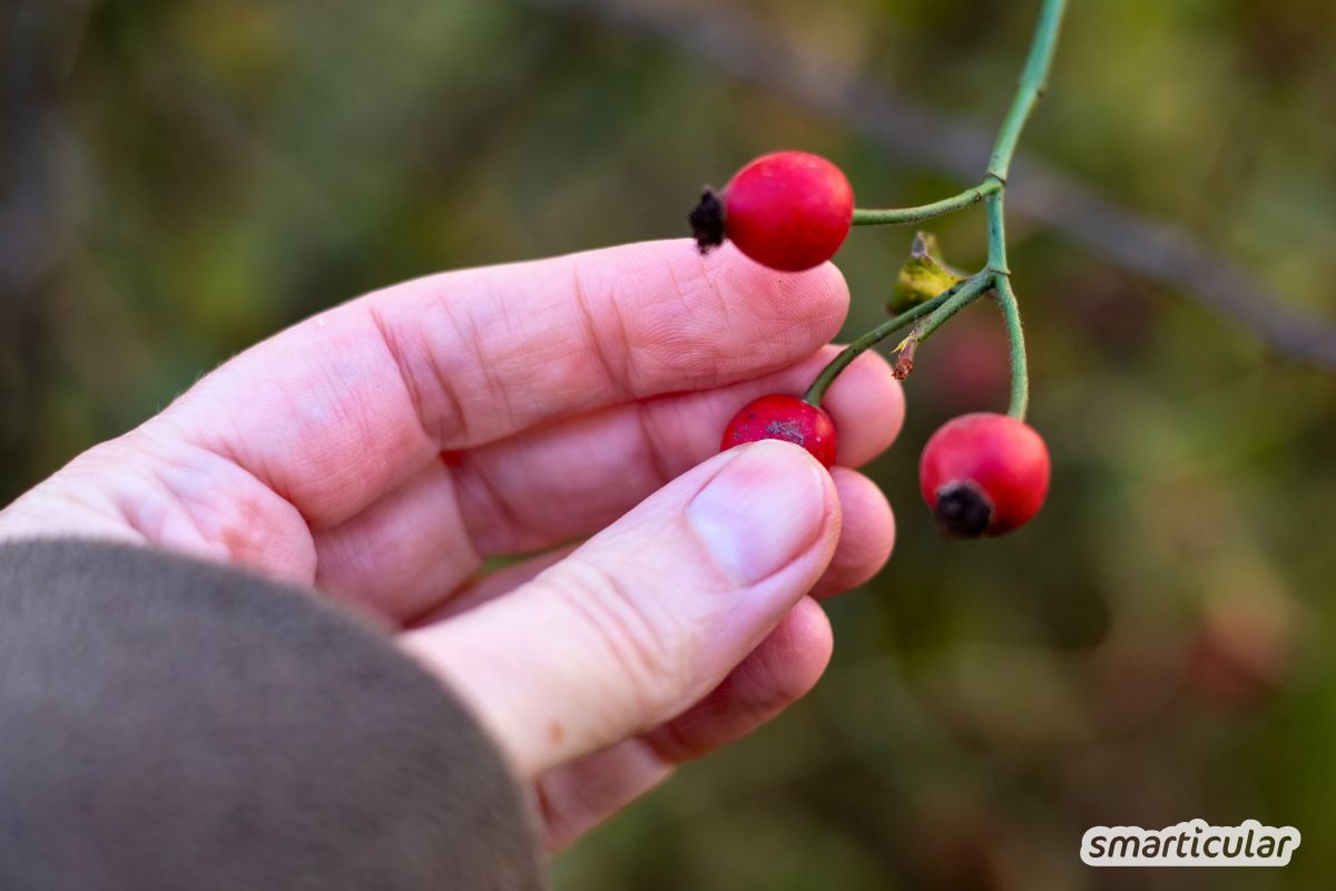 Knackige Hagebutten ernten für die Herstellung von Hagebuttenöl.