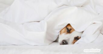 Wenn du auf der Suche nach einer Alternative zur Daunendecke bist, wirst du hier garantiert fündig - für kuscheligen Schlaf ohne Tierleid.