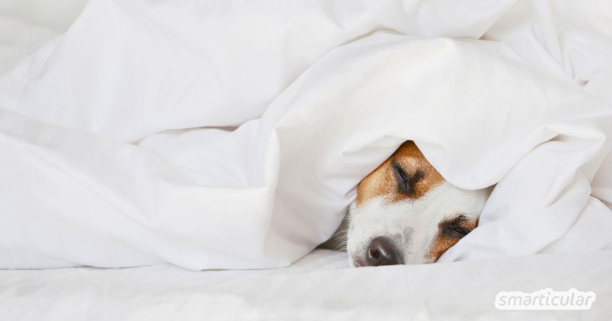 Wenn du auf der Suche nach einer Alternative zur Daunendecke bist, wirst du hier garantiert fündig - für kuscheligen Schlaf ohne Tierleid.