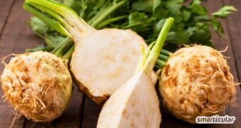 Knollensellerie ist nicht nur ein besonders aromatisches Gemüse, sondern auch voller Vitalstoffe, die in der unscheinbaren Knolle stecken.