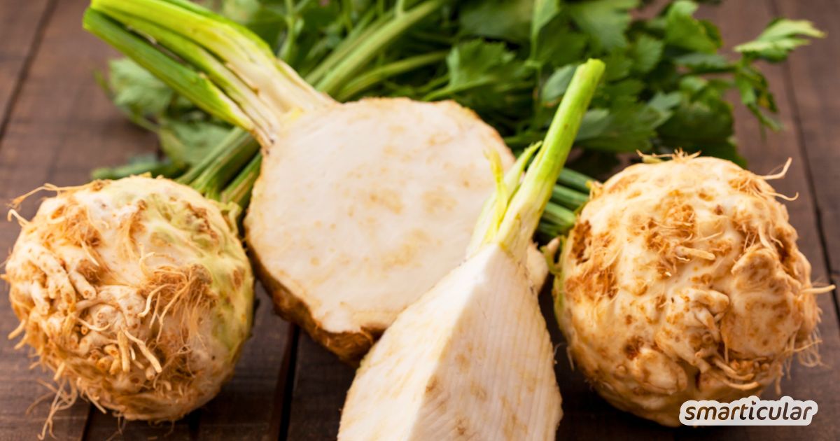 Knollensellerie ist nicht nur ein besonders aromatisches Gemüse, sondern auch voller Vitalstoffe, die in der unscheinbaren Knolle stecken.