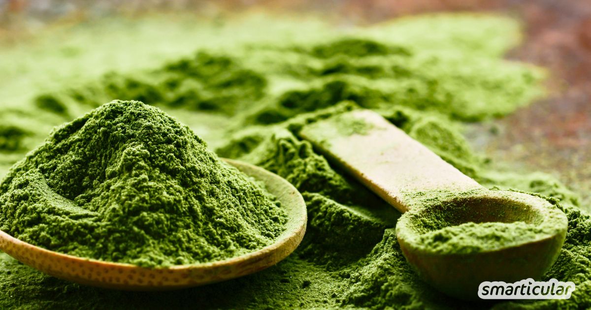 Mehr als Kaffee-Ersatz: Erfahre, warum bei Matcha Bio Pflicht ist und wie du das grüne Pulver kulinarisch und im Bad optimal nutzt.