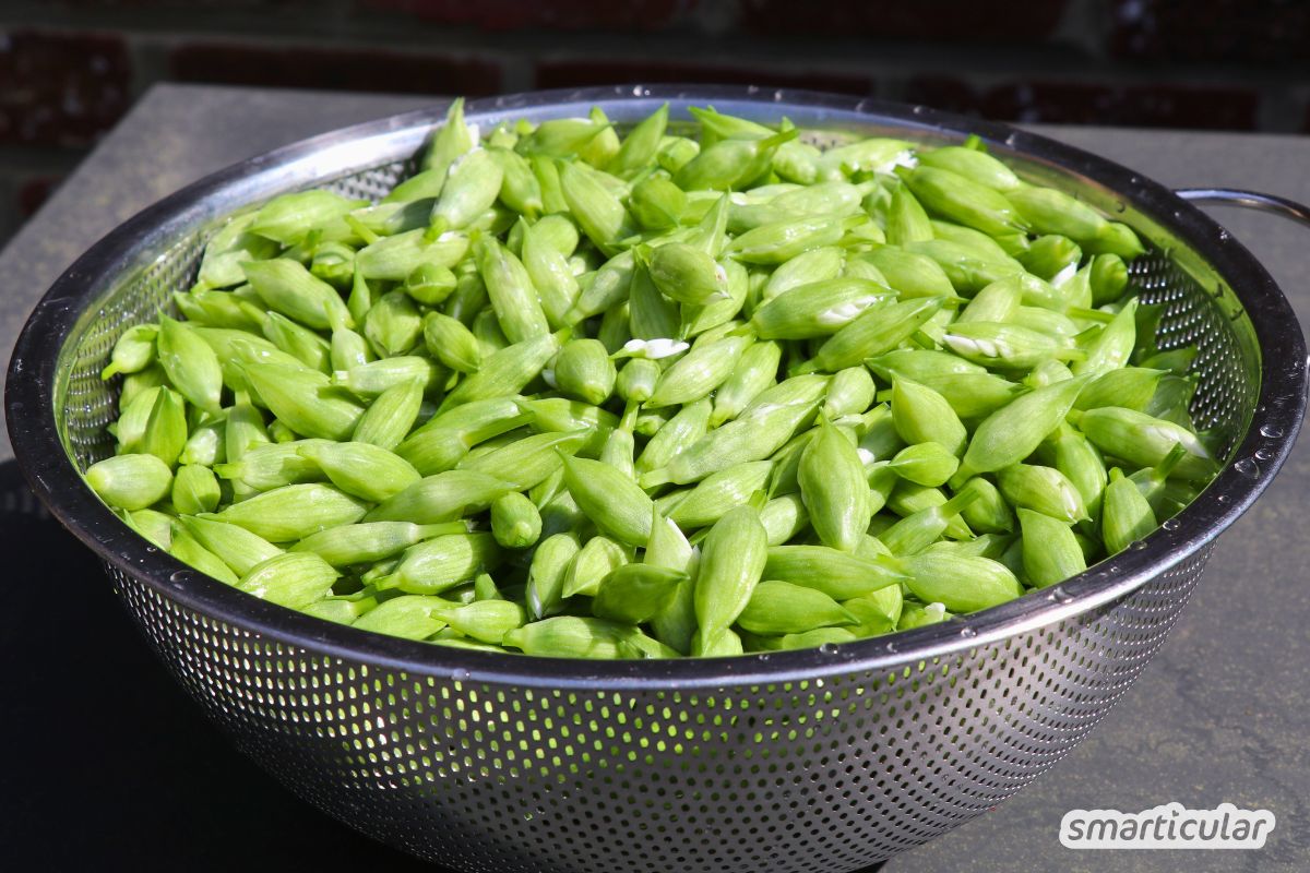 baerlauchkapern-baerlauchknospen-einlegen-rezept-2 Mit diesem einfachen Rezept für Bärlauchkapern verwandelst du Bärlauchknospen in eine würzige Delikatesse. Unbedingt ausprobieren!