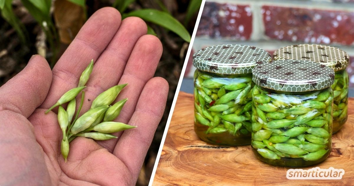 Mit diesem einfachen Rezept für Bärlauchkapern verwandelst du Bärlauchknospen in eine würzige Delikatesse. Unbedingt ausprobieren!