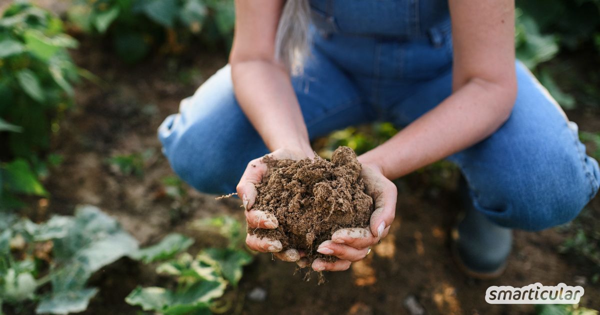 Bodenanalyse im Garten leicht gemacht: Bestimme den pH-Wert deiner Erde mit Essig und Natron. Schnell und ohne teure Teststreifen!