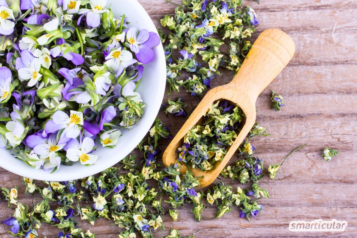 Stiefmütterchen sind mehr als Deko! Entdecke, wie du die essbaren Blüten für Küche und Kosmetik nutzt und mit den richtigen Sorten Insekten hilfst.