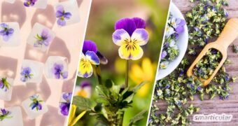 Stiefmütterchen sind mehr als Deko! Entdecke, wie du die essbaren Blüten für Küche und Kosmetik nutzt und mit den richtigen Sorten Insekten hilfst.