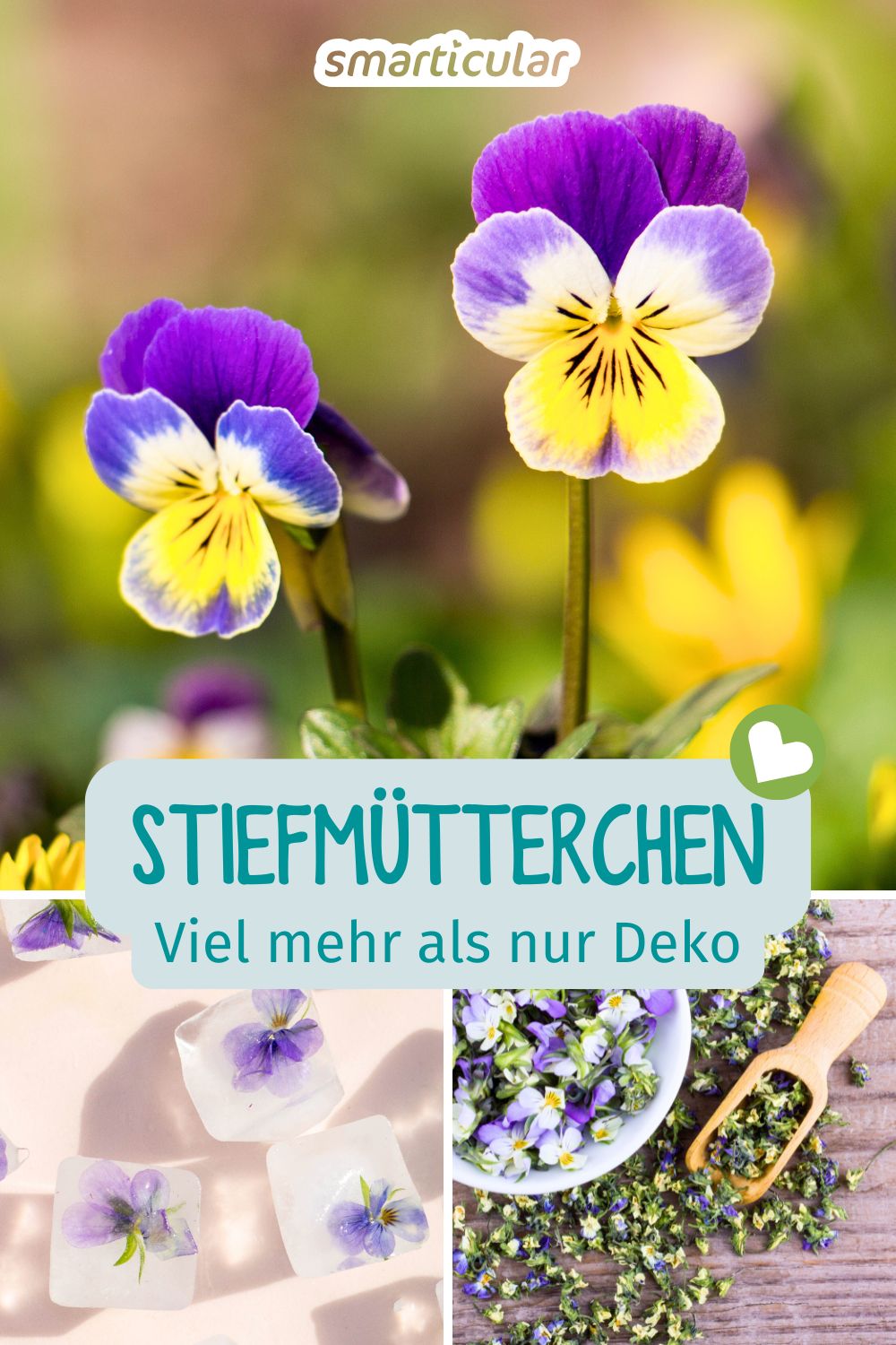 Stiefmütterchen sind mehr als Deko! Entdecke, wie du die essbaren Blüten für Küche und Kosmetik nutzt und mit den richtigen Sorten Insekten hilfst.