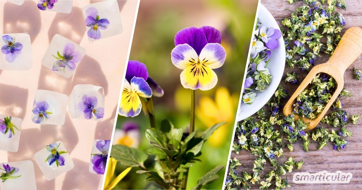 Stiefmütterchen sind mehr als Deko! Entdecke, wie du die essbaren Blüten für Küche und Kosmetik nutzt und mit den richtigen Sorten Insekten hilfst.