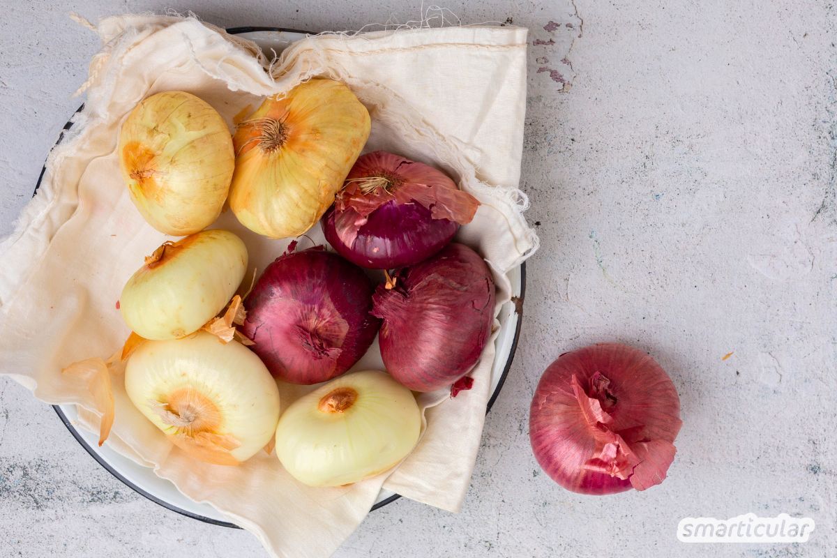 Lerne die wichtigsten Zwiebelsorten kennen und erfahre, wie du sie optimal verwendest - von der Speisezwiebel bis zur Schalotte.