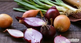 Lerne die wichtigsten Zwiebelsorten kennen und erfahre, wie du sie optimal verwendest - von der Speisezwiebel bis zur Schalotte.