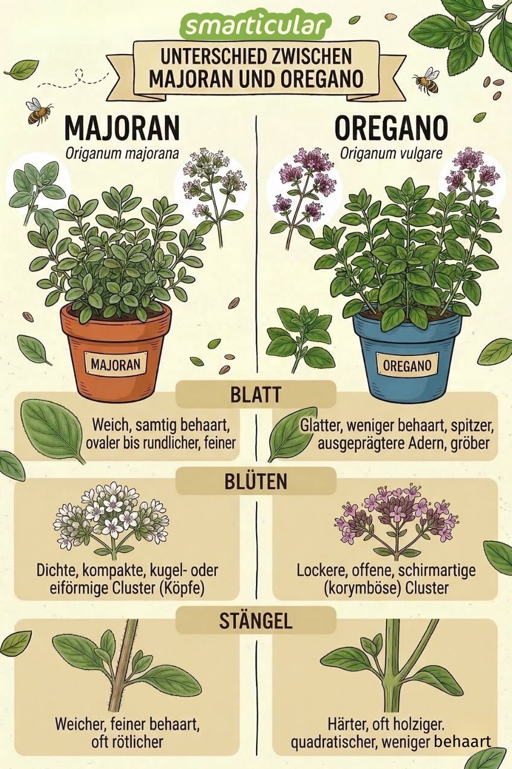 Unterscheidung Majoran und Oregano