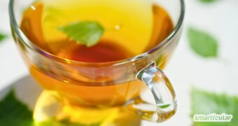 Entdecke die Heilkraft von Birkenblättertee: Alles über Wirkung, richtige Erntezeit im Frühjahr sowie Tipps zur Zubereitung und Anwendung.