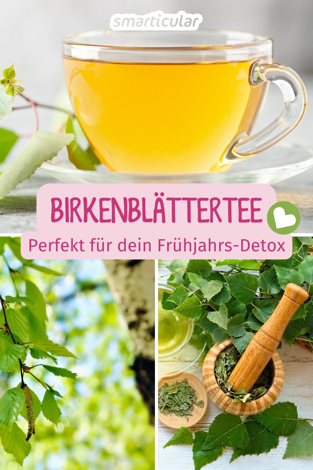 Entdecke die Heilkraft von Birkenblättertee: Alles über Wirkung, richtige Erntezeit im Frühjahr sowie Tipps zur Zubereitung und Anwendung.