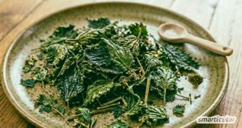 Knusprige Brennnessel-Chips aus dem Garten: So einfach verwandelst du das heimische Superfood in einen gesunden und (fast) kostenlosen Snack.