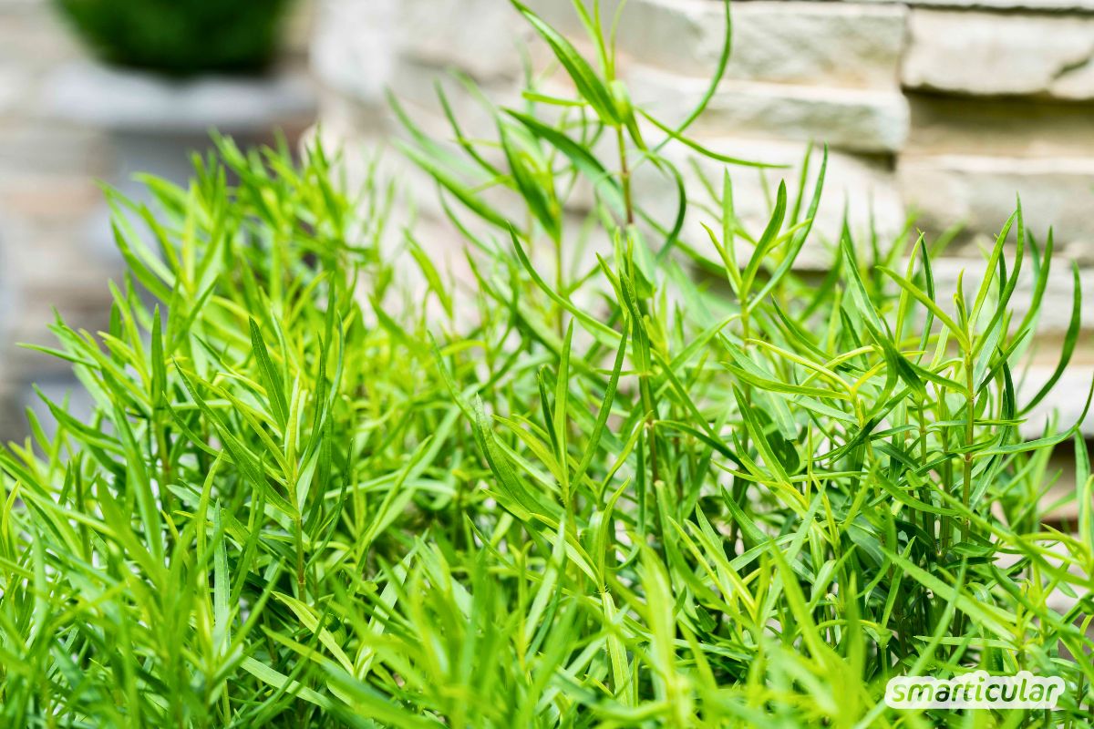 Estragon entdecken: Alles über die Verwendung und Dosierung des Drachenkrauts, vielseitige Rezepte sowie Tipps zum Anbau im Garten.