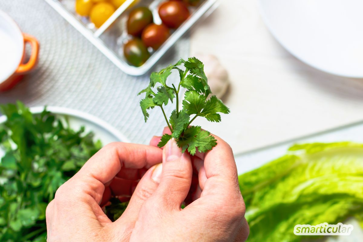 Koriander ist ein echtes Multitalent. So nutzt du die Pflanze in Küche und Hausapotheke - vom aromatischen Grün, über die Samen bis zum Öl.