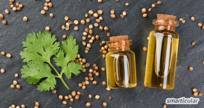 Koriander ist ein echtes Multitalent. So nutzt du die Pflanze in Küche und Hausapotheke - vom aromatischen Grün, über die Samen bis zum Öl.