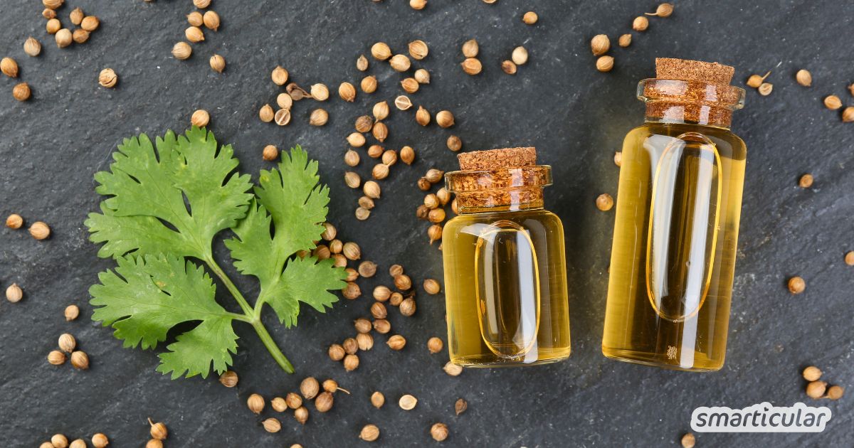 Koriander ist ein echtes Multitalent. So nutzt du die Pflanze in Küche und Hausapotheke - vom aromatischen Grün, über die Samen bis zum Öl.