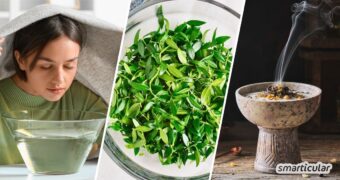 Myrte ist mehr als eine Zierpflanze! Entdecke die besten Anwendungen als mediterranes Gewürz, natürliches Hausmittel und zum Räuchern.