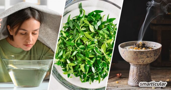Myrte ist mehr als eine Zierpflanze! Entdecke die besten Anwendungen als mediterranes Gewürz, natürliches Hausmittel und zum Räuchern.