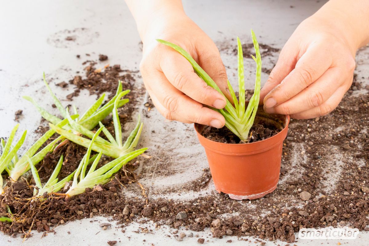 Aloe Vera vermehren leicht gemacht: Erfahre, wie du die Kindel richtig trennst und pflegst und warum Geduld beim Gießen so wichtig ist.
