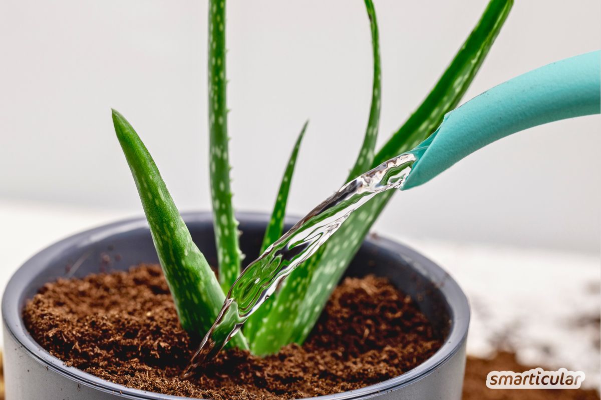 Aloe Vera vermehren leicht gemacht: Erfahre, wie du die Kindel richtig trennst und pflegst und warum Geduld beim Gießen so wichtig ist.