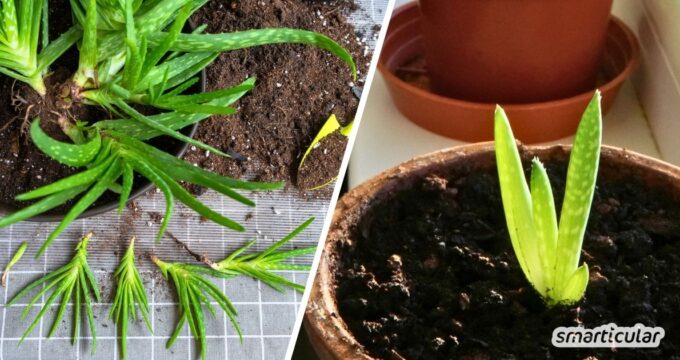 Aloe Vera vermehren leicht gemacht: Erfahre, wie du die Kindel richtig trennst und pflegst und warum Geduld beim Gießen so wichtig ist.