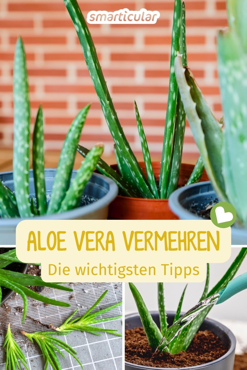 Aloe Vera vermehren leicht gemacht: Erfahre, wie du die Kindel richtig trennst und pflegst und warum Geduld beim Gießen so wichtig ist.