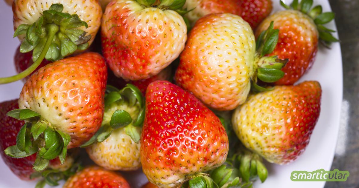 Eingelegte grüne Erdbeeren sind eine kreative Möglichkeit, unreife Früchte haltbar zu machen und süß-sauer zu Käse, Salaten oder Grillgerichten zu genießen.