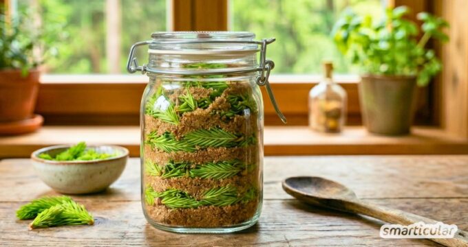 Heilsamer Fichtenspitzensirup gegen Husten: Schritt-für-Schritt-Anleitung für den Kaltauszug. Erfahre alles über Ernte, Wirkung & Anwendung.