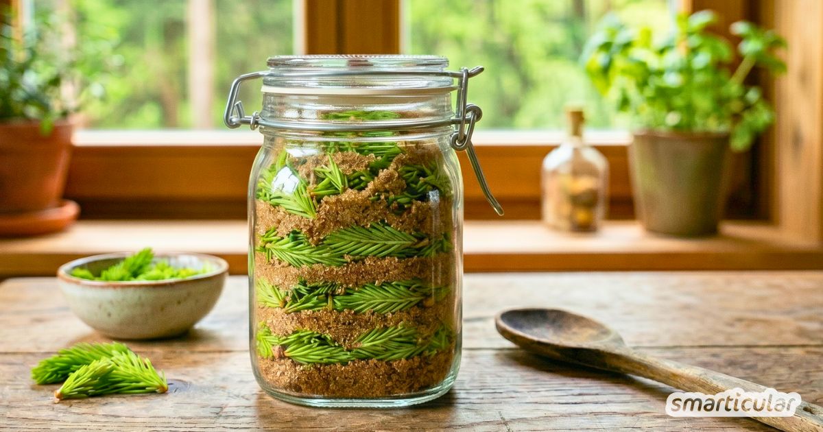 Heilsamer Fichtenspitzensirup gegen Husten: Schritt-für-Schritt-Anleitung für den Kaltauszug. Erfahre alles über Ernte, Wirkung & Anwendung.
