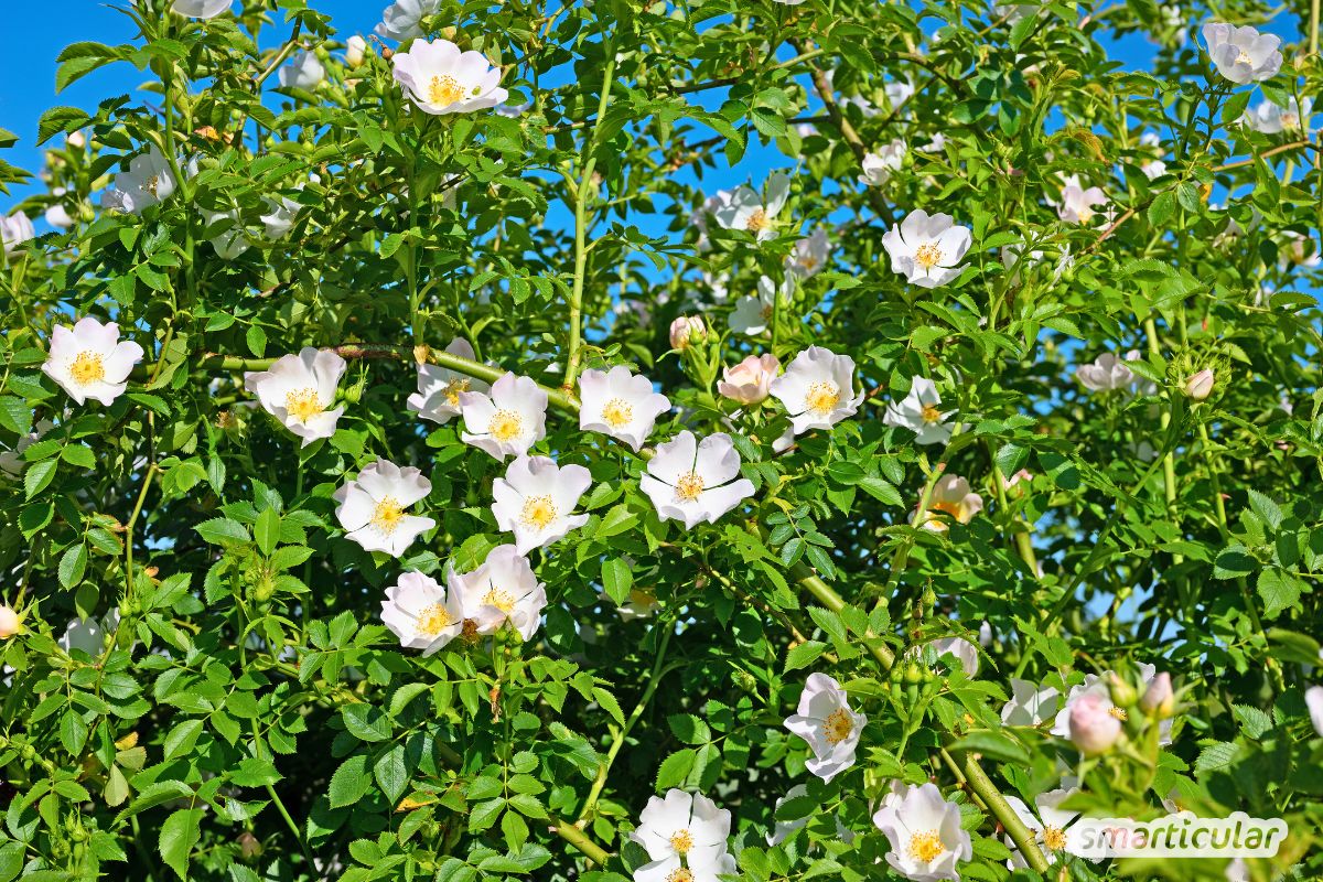 Alles über die wunderbare Hundsrose: Köstliche Rosenblüten, heilkräftige Hagebutten und warum der Strauch ökologisch so wertvoll ist.
