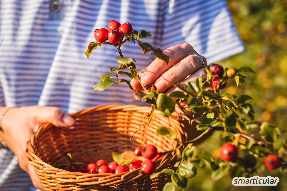 Alles über die wunderbare Hundsrose: Köstliche Rosenblüten, heilkräftige Hagebutten und warum der Strauch ökologisch so wertvoll ist.