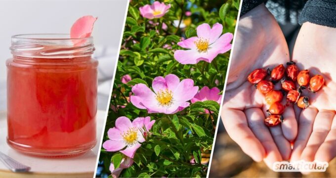 Alles über die wunderbare Hundsrose: Köstliche Rosenblüten, heilkräftige Hagebutten und warum der Strauch ökologisch so wertvoll ist.