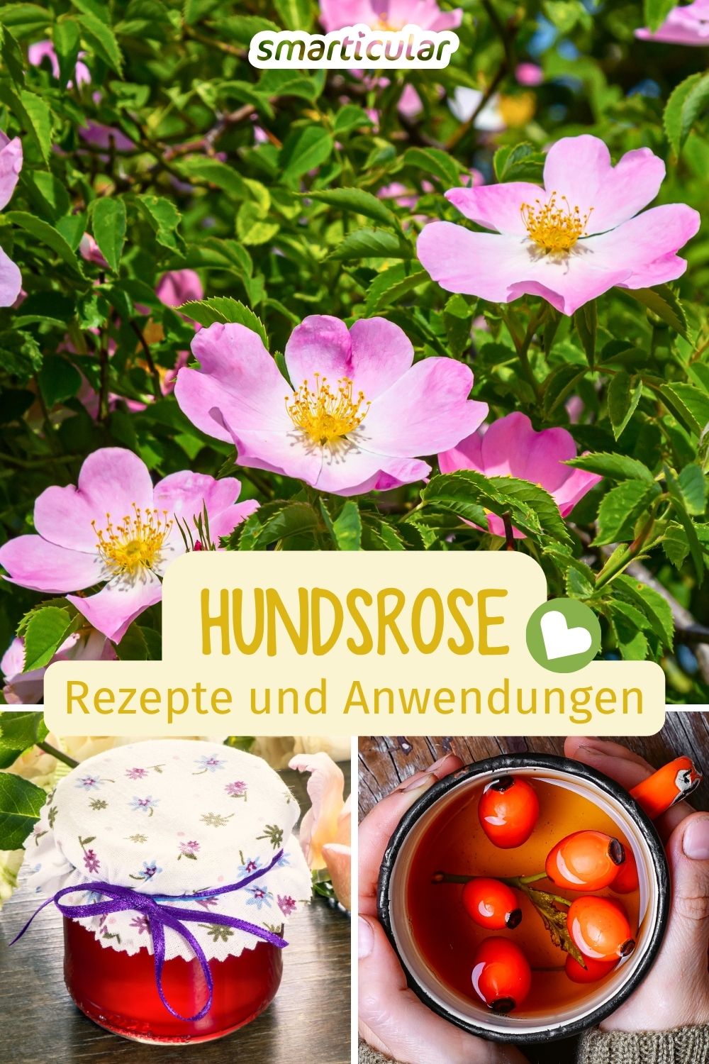 Alles über die wunderbare Hundsrose: Köstliche Rosenblüten, heilkräftige Hagebutten und warum der Strauch ökologisch so wertvoll ist.