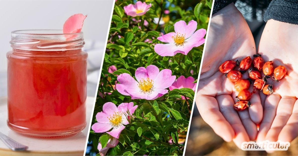 Alles über die wunderbare Hundsrose: Köstliche Rosenblüten, heilkräftige Hagebutten und warum der Strauch ökologisch so wertvoll ist.