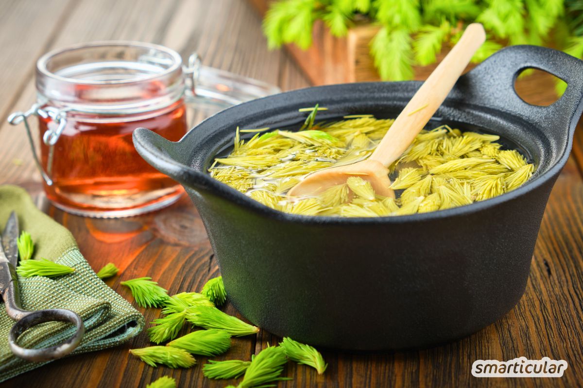 maiwipfelsirup-tannenspitzenhonig-fichtenspitzensirup-rezept-2 Maiwipfelsirup selber machen: Entdecke das Rezept für Tannenspitzenhonig, ein köstlicher Honig-Ersatz und Naturheilmittel aus dem Wald.