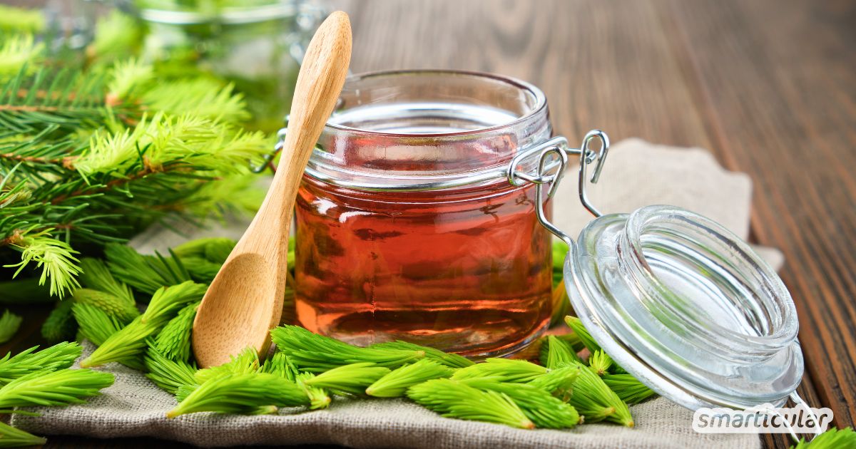 Maiwipfelsirup selber machen: Entdecke das Rezept für Tannenspitzenhonig, ein köstlicher Honig-Ersatz und Naturheilmittel aus dem Wald.