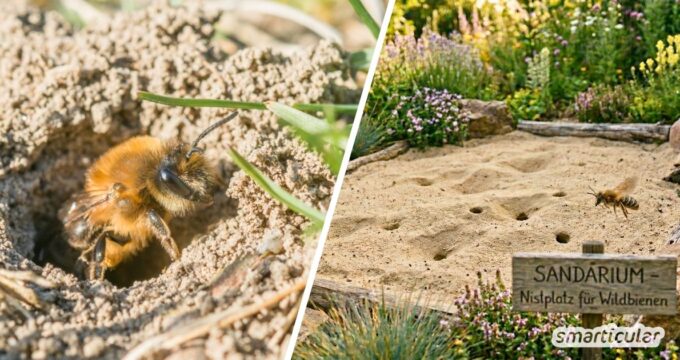 75 % der heimischen Wildbienen nisten im Boden! Erfahre in diesem Beitrag, wie du ein eigenes Sandarium bauen und optimal gestalten kannst.