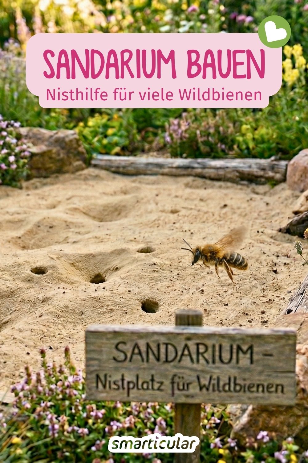 75 % der heimischen Wildbienen nisten im Boden! Erfahre in diesem Beitrag, wie du ein eigenes Sandarium bauen und optimal gestalten kannst.
