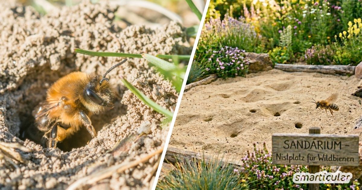 75 % der heimischen Wildbienen nisten im Boden! Erfahre in diesem Beitrag, wie du ein eigenes Sandarium bauen und optimal gestalten kannst.